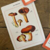 NY botanical garden Flashcards Mushroom 2