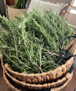 rosemary harvest summer solstice