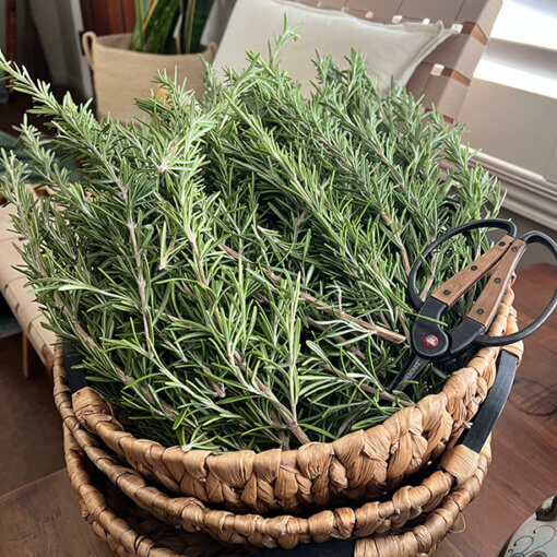 rosemary harvest summer solstice