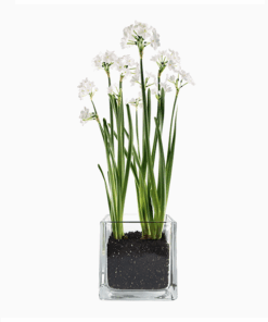 Paperwhites 3