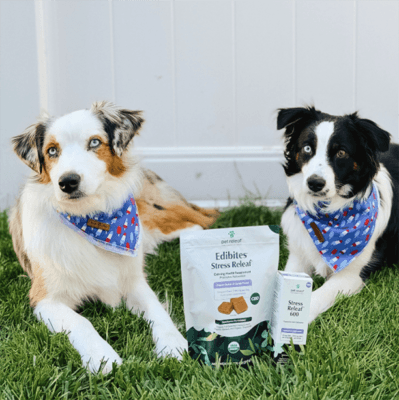 2 dogs 4th of july