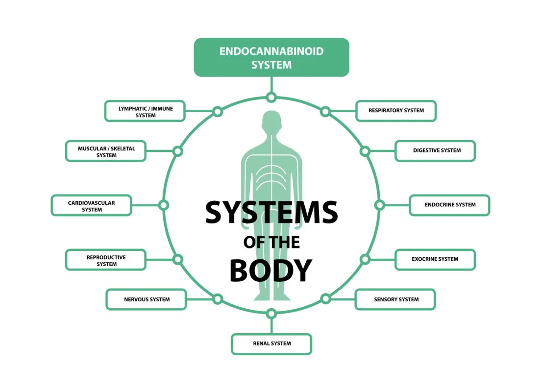 Endocannabinoid System