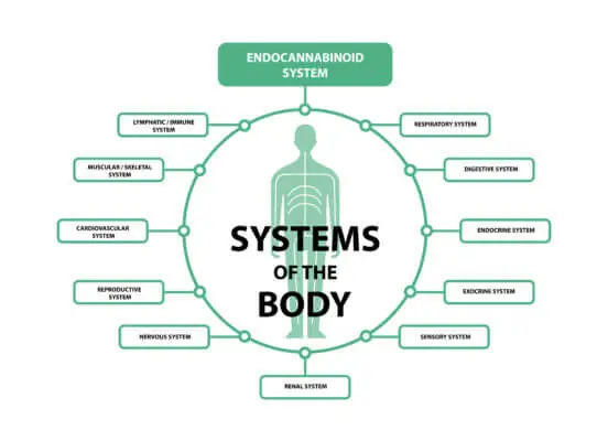 Endocannabinoid System