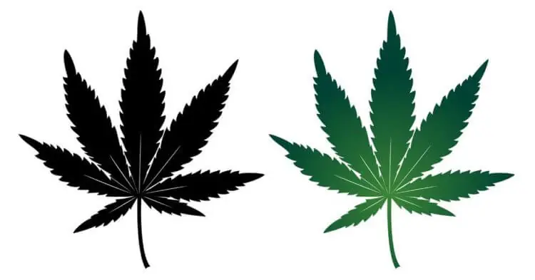 CBD versus THC