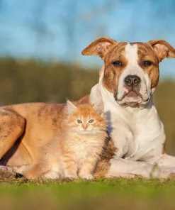 Pets
