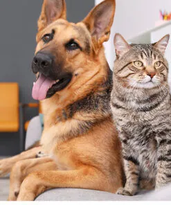 Pets
